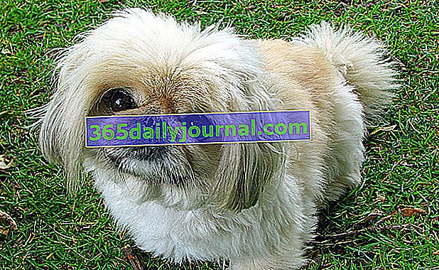 Pekińczyk: mały pies o szlachetnym wyglądzie