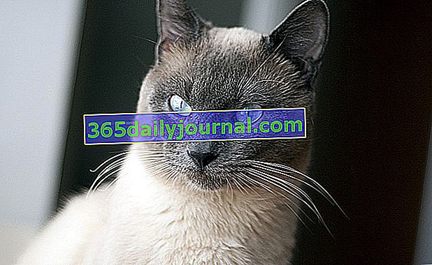 Thajka, kočka se vzhledem siamské