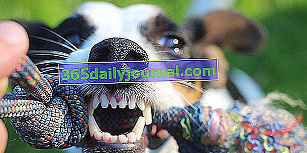 Зубы у собак: все, что вам нужно знать о собачьих зубах