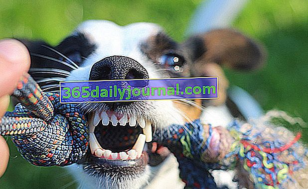 Zuby u psů: vše, co potřebujete vědět o psích zubech