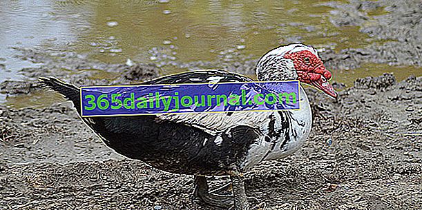 Pižmová kačica, štamgast na gazdovskom dvore