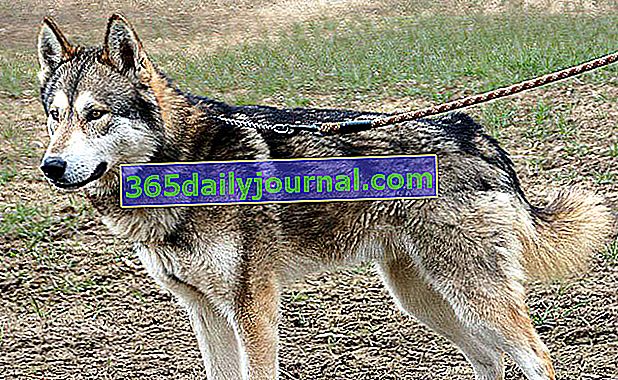 Тамасканът, куче, което прилича на вълк