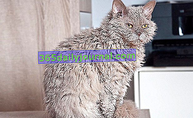 El pelaje espeso y rizado del Selkirk rex hace de este gato un animal muy reconocible