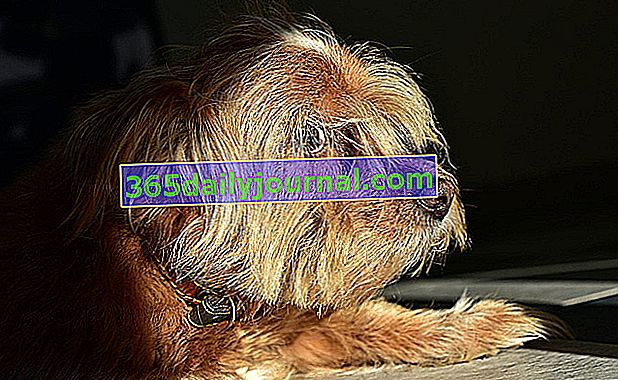 Pastillas antipulgas para perros: ¿son realmente eficaces?