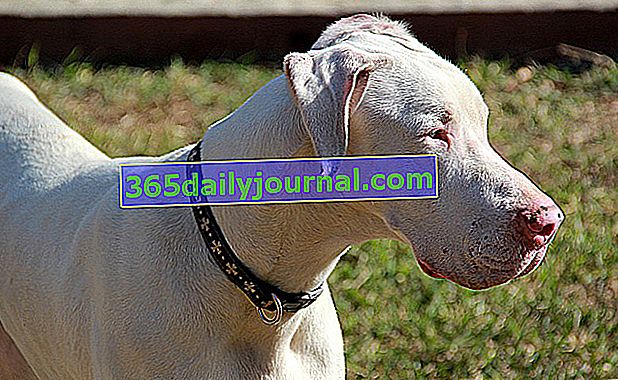 Torze žaludku u psů: bílá německá doga
