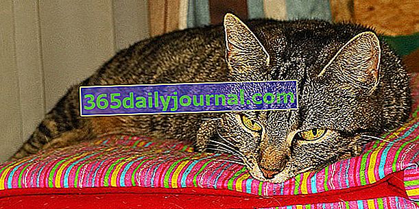 Chlamydia kotów: przyczyny, objawy, leczenie i zapobieganie