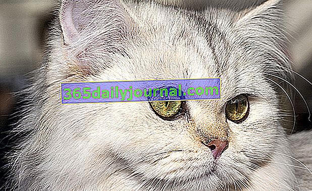 Britanska dugodlaka mačka, svilene svilene dlake srednje dužine