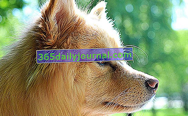 El perro de Laponia finlandesa, perro de pelaje grueso