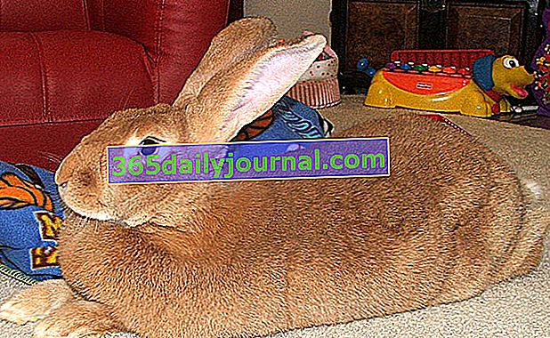 Гигантският заек на Фландрия, най-големият от зайците