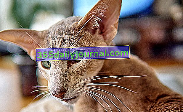 Orientální krátkosrstá kočka: kočka s výrazem chrta