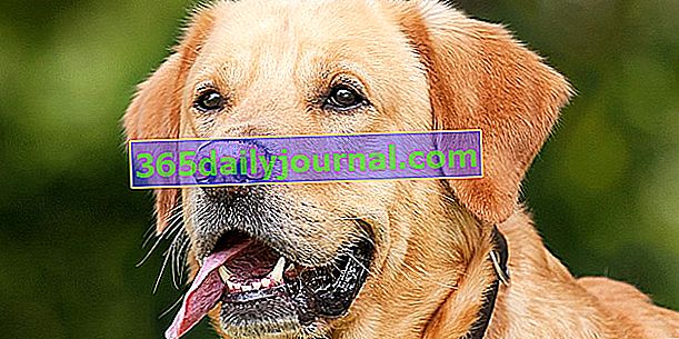Labradorský retrívr, hvězda společenských psů