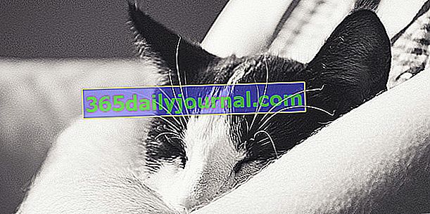 Панкреатит у кошек: причины, симптомы, лечение и профилактика