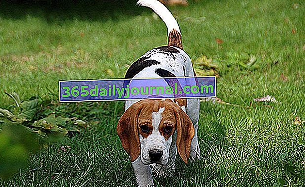 El beagle, perro de caza y trabajo.