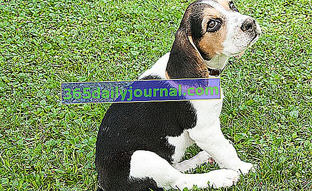 Štene beagle