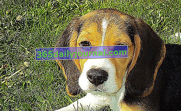 Beagle: vrlo britanski pas pun draži!