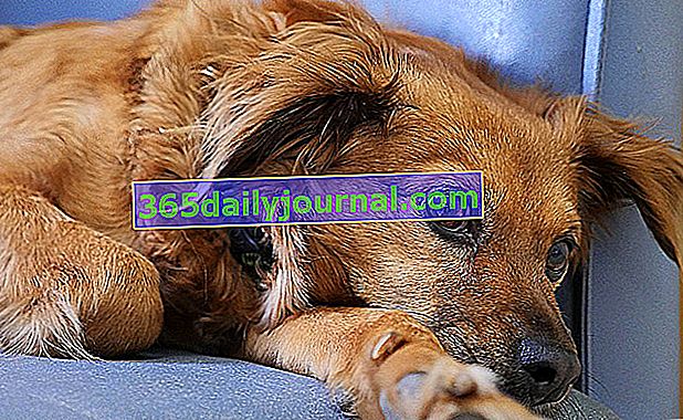 Белодробен оток при кучета: симптоми и лечение