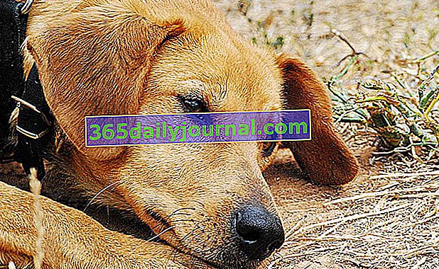 Zlyhanie obličiek u psov: príznaky, liečba a prevencia