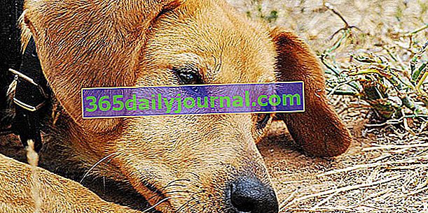 Бъбречна недостатъчност при кучета: симптоми, лечение и профилактика