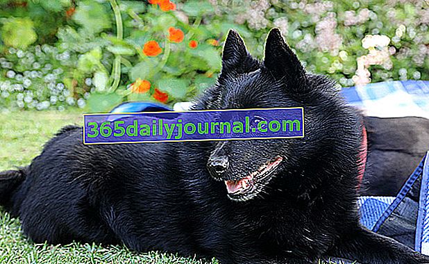 Schipperke, малко куче с дебела черна козина