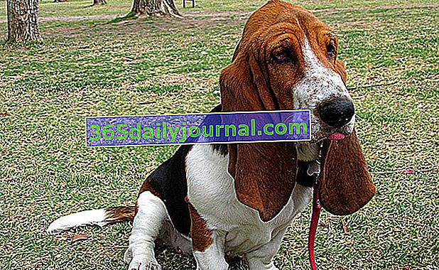 El Basset Hound, perro corto de patas y alargado 