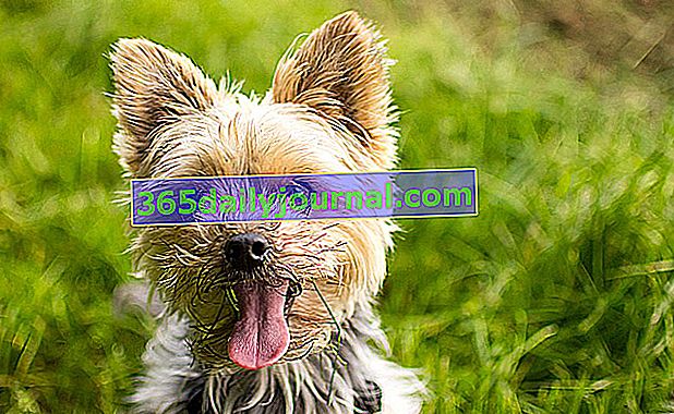 Jorkšírský teriér, živý a inteligentní malý pes
