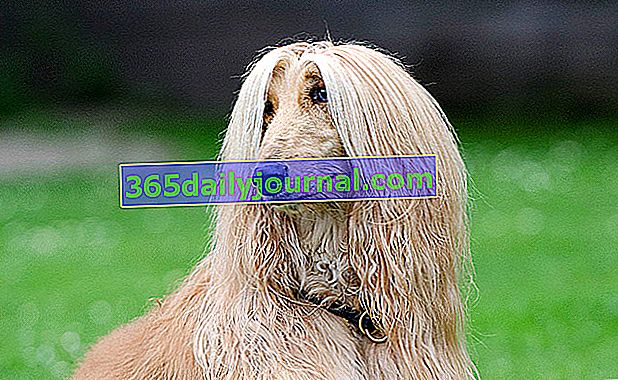 Афганистанското куче, куче с дълга коса и елегантна походка