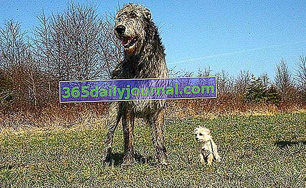 El Irish Wolfhound, un perro imponente