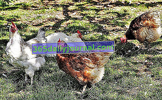 Отглеждане на кокошки носачки в градината: а именно, коя порода да изберете!