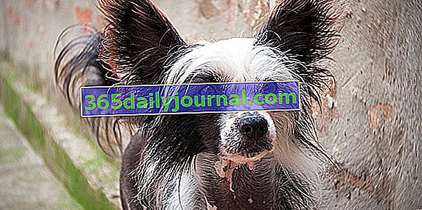 Çin Tepeli Köpeği, tüysüz köpek