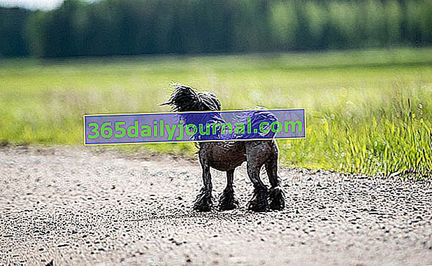 Čínský chocholatý pes je původem z Číny