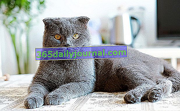 Britanska kratkodlaka mačka, plava mačka