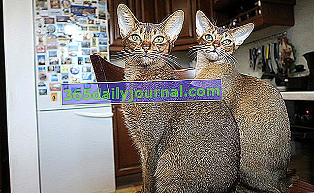 Abisinio macho y hembra, gatos asiáticos