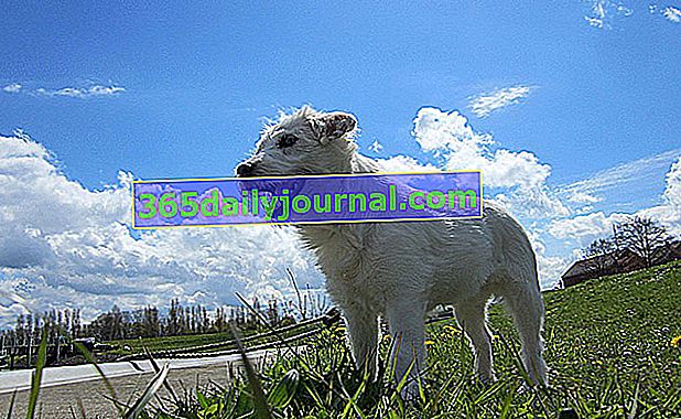 Parson Russel teriér je v Anglii velmi oblíbený pes