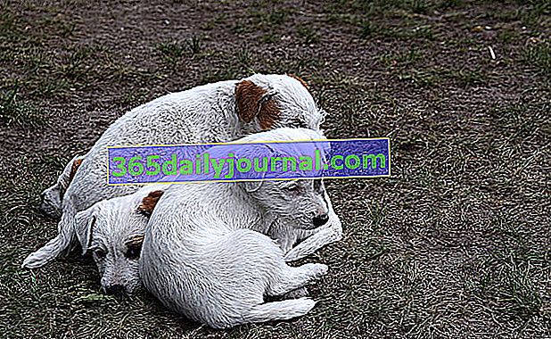 Parson Russel Terrier yavruları