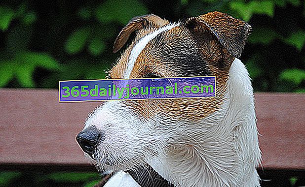 Parson Russel Terrier, sınırsız enerjiye sahip bir köpek