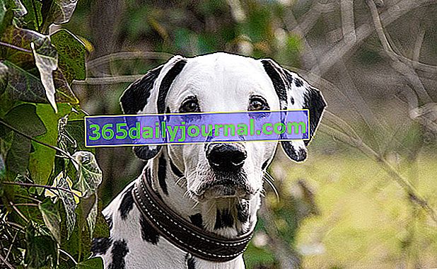 Dalmatinski, poznati bijeli pas s crnim mrljama