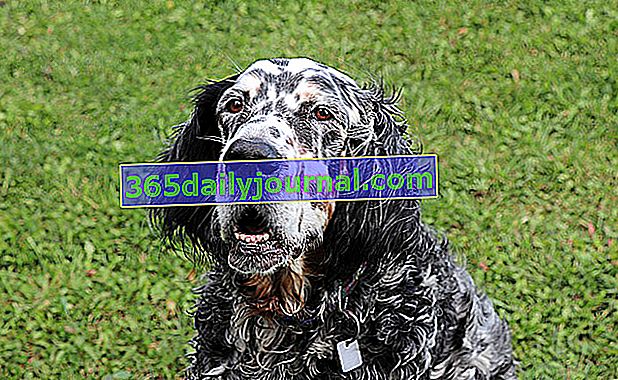 Англійський сетер, дуже витончена собака з рябою шерстю