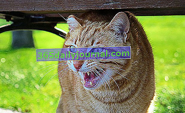 Bojová kočka: co dělat proti agresivitě kočky?