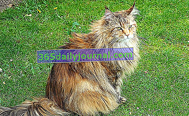 Sibiřská kočka z Ruska