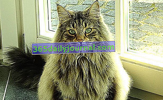 Норвежка горска котка или норвежка горска котка