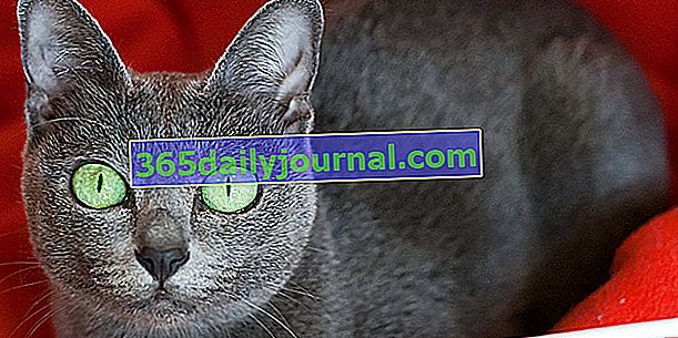 Korat, mačka so hodvábne modrou striebristou srsťou