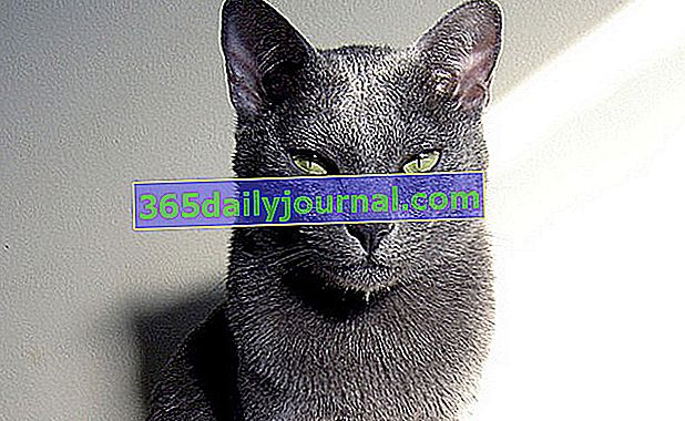 Korat, kočka s hedvábně modrým stříbřitým kabátem
