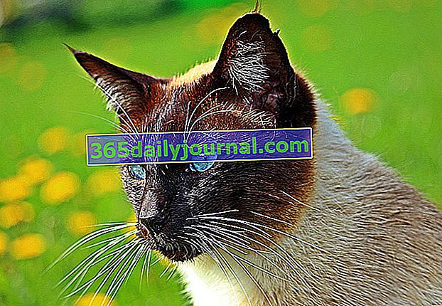 Siamese: originál pro všechny milovníky koček!