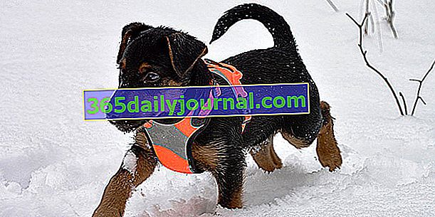 Ягдтериерът (немски ловен териер), многогодишно и смело куче
