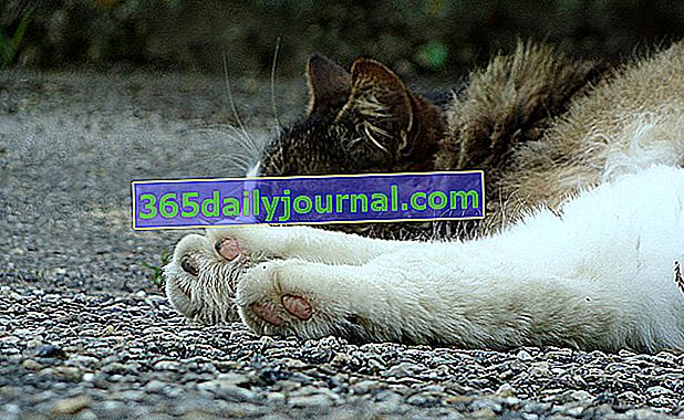 Insuficiencia renal en gatos: causas, síntomas y prevención