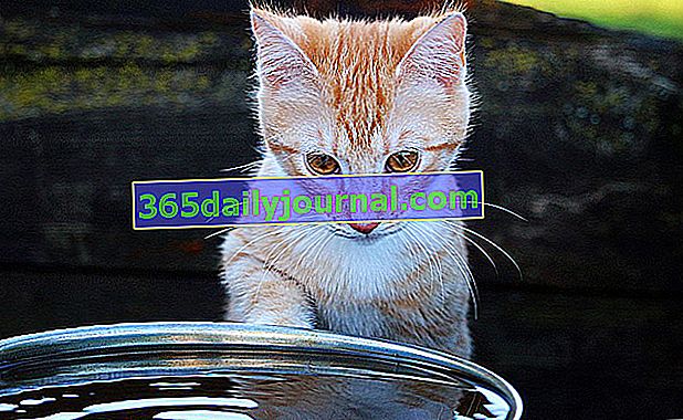 Кои породи котки обичат водата?