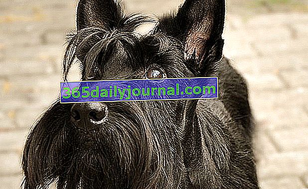 El Scottish Terrier, perro independiente de carácter fuerte