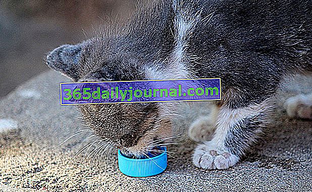 ¿Cuál es la dieta ideal para el gatito después del destete?
