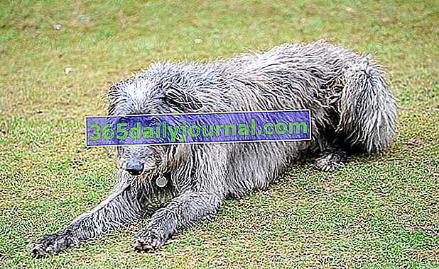 Шотландският Deerhound, атлетично и спортно куче