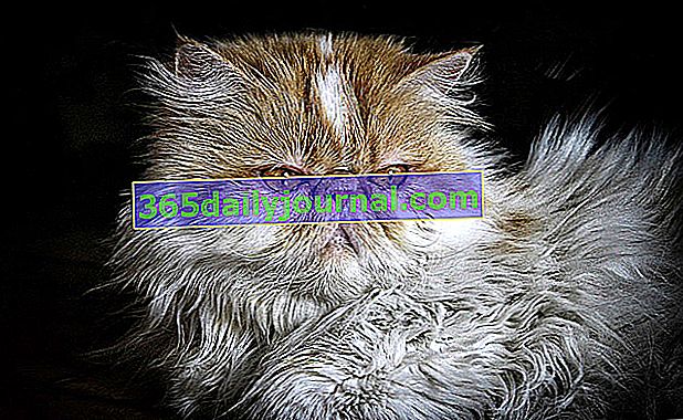 Персийската котка, превъзходен спътник за цялото семейство